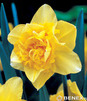 Showbox 10-cio Komorowy  Narcissus - Narcyz Pełny ''1'' I Trąbkowy 14/16 150 Szt