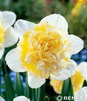 Showbox 10-cio Komorowy Narcissus - Narcyz Pełny ''1'' I Trąbkowy 14/16 150 Szt.