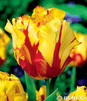 Showbox 10-cio Komorowy  Tulipa - Tulipan Papuzi 11/12 250 Szt.