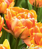Showbox 10-cio Komorowy  Tulipa - Tulipan Pełny 250 Szt.