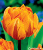 Showbox 10-cio Komorowy  Tulipa - Tulipan Pełny 250 Szt.
