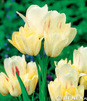 Showbox 10-cio Komorowy  Tulipa - Tulipan Wielokwiatowy  250 Szt.