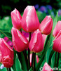 Showbox 10-cio Komorowy  Tulipa - Tulipan Wielokwiatowy  250 Szt.
