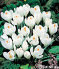 Showbox 10-cio Komorowy Tulipa, Crocus - Tulipan I Krokus Wielkokwiatowy 375 Szt