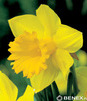 Showbox Narcissus - Narcyz Trąbkowy 14/16  150 Szt.