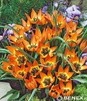 Showbox Tulipa - Tulipan Botaniczny "3" 6/+ 250 Szt.