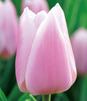Showbox Tulipa - Tulipan Na Kwiaty Cięte 12/+ 250 Szt.