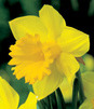 Showbox Połówkowy Narcissus - Narcyz Trąbkowy 14/16  75 Szt.