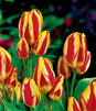 Showbox Połówkowy Tulipa - Tulipan Wielokwiatowy "2" 11/12  125 Szt.