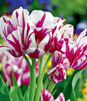 Showbox Połówkowy Tulipa - Tulipan Wielokwiatowy "3" 11/12  125 Szt.