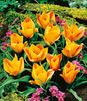 Showbox Połówkowy Tulipa - Tulipan Botaniczny "3" 6/+ 125 Szt.