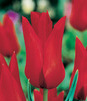 Showbox Połówkowy Tulipa - Tulipan Liliokształtny "2"  11/12  125 Szt.