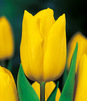 Showbox Połówkowy Tulipa - Tulipan Na Kwiaty Cięte 12/+ 125 Szt.