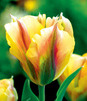 Showbox Połówkowy Tulipa - Tulipan Virindiflora "1" 11/12  125 Szt.