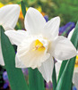 Showbox 10-cio Komorowy  Narcissus, Hyacinthus - Narcyz I Hiacynt 150 Szt.