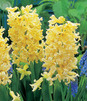 Showbox 10-cio Komorowy  Narcissus, Hyacinthus - Narcyz I Hiacynt 150 Szt.