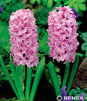 Showbox Hyacinthus - Hiacynt Promocyjny 14/15 150 Szt.