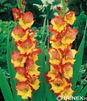 Showbox 10-cio Komorowy Gladiolus - Mieczyk Wielkokwiatowy "1" 14/ + 300 Szt.