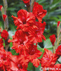 Showbox 10-cio Komorowy Gladiolus - Mieczyk Wielkokwiatowy  "4" 12/14  300 Szt.
