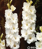 Showbox 10-cio Komorowy Gladiolus - Mieczyk Wielkokwiatowy  "4" 12/14  300 Szt.