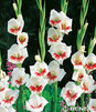 Showbox 10-cio Komorowy Gladiolus - Mieczyk Wielkokwiatowy  "5" 12/14 300 Szt.
