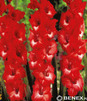 Showbox 10-cio Komorowy Gladiolus - Mieczyk Wielkokwiatowy "6" 12/14 300 Szt.
