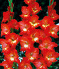 Showbox 10-cio Komorowy Gladiolus - Mieczyk Wielkokwiatowy "7" 12/14 300 Szt.