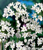 Showbox Allium - Czosnek Ozdobny 4/+ 750 Szt.