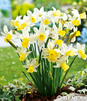 Showbox Połówkowy Narcissus - Narcyz Botaniczny "2" 12/14 150 Szt.