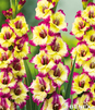 Showbox 10-cio Komorowy Gladiolus - Mieczyk Wielkokwiatowy  "5" 12/14 300 Szt.
