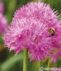Showbox Połówkowy  Allium - Czosnek Ozdobny 5/+ 150 Szt.