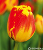 Showbox Tulipa - Tulipan Darwina "2" 11/12  250 Szt.