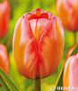 Showbox Tulipa - Tulipan Darwina "2" 11/12  250 Szt.