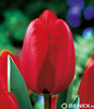 Showbox Połówkowy Tulipa - Tulipan Darwina "2" 11/12  125 Szt.