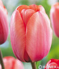 Showbox Połówkowy  Tulipa - Tulipan Darwina "2" 11/12  125 Szt.