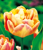 Showbox Tulipa - Tulipan Pełny "5" 11/12 150 Szt.