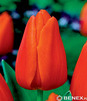 Showbox Połówkowy  Tulipa - Tulipan Zestaw Promocyjny 11/12 125 Szt.