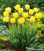 Showbox Połówkowy  Tulipa - Tulipan Z Dwukolorowym Liściem 11/12 125 Szt.
