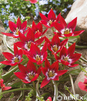 Showbox Połówkowy Tulipa - Tulipan Botaniczny "3" 6/+ 125 Szt.