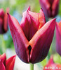 Showbox Połówkowy  Tulipa - Tulipan Triumph "2" 12/+ 125 Szt.
