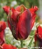 Showbox Połówkowy Tulipa - Tulipan Virindiflora "1" 11/12  125 Szt.
