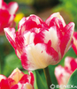 Showbox Połówkowy  Tulipa - Tulipan Wielokwiatowy "1" 12/+ 125 Szt.