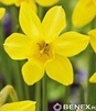 Showbox 10-cio Komorowy  Narcissus - Narcyz Botaniczny "2" I O Roszcz. Przykor  