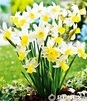 Showbox 10-cio Komorowy  Narcissus - Narcyz Botaniczny "2" I O Roszcz. Przykor  