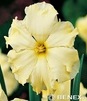 Showbox 10-cio Komorowy  Narcissus - Narcyz Botaniczny "2" I O Roszcz. Przykor  