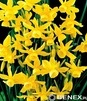 Showbox 10-cio Komorowy  Narcissus - Narcyz Wielokwiatowy I Botaniczny "1" 300 S