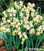 Showbox 10-cio Komorowy  Narcissus - Narcyz Wielokwiatowy I Botaniczny "1" 300 S