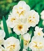 Showbox 10-cio Komorowy  Narcissus - Narcyz Wielokwiatowy I Botaniczny "1" 300 S