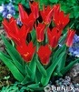Showbox 10-cio Komorowy  Tulipa - Tulipan Liliokształtny I Niski 250 Szt.