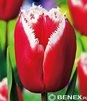 Showbox 10-cio Komorowy  Tulipa - Tulipan Strzępiasty 11/12 250 Szt.
